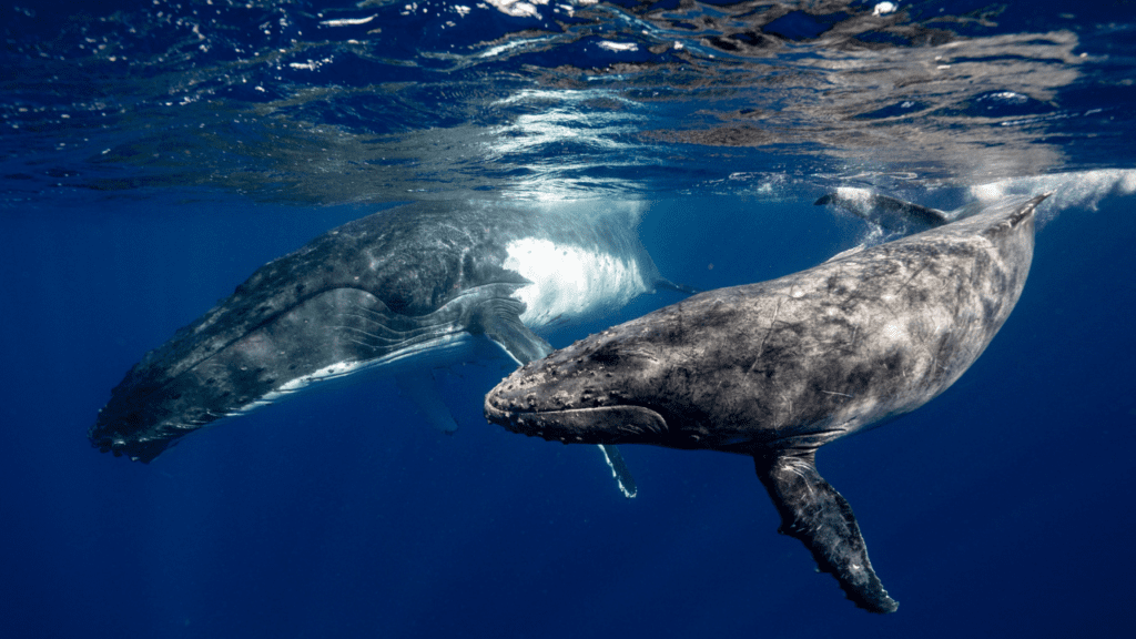 two Humpback whales in the waters near Moorea