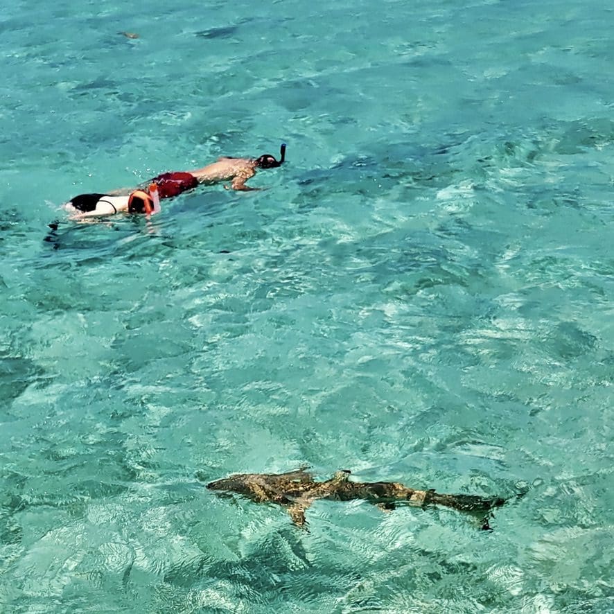 man and woman snorkeling with sharks