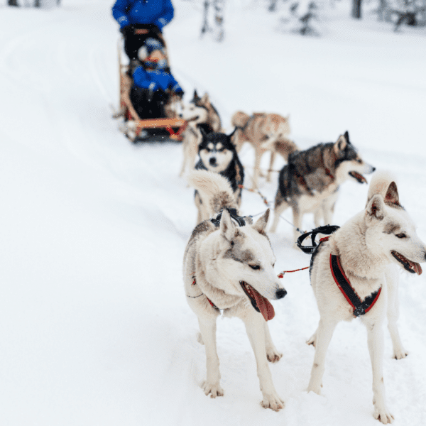 dog sled team pulling a sled in the snow in Finland