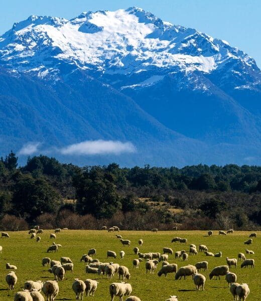 mountain range in new zealand