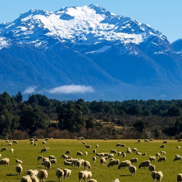 mountain range in new zealand