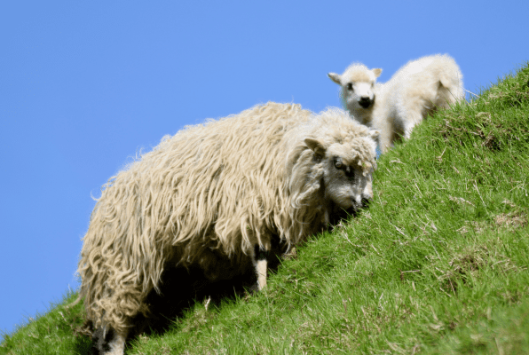 3 sheep on a steep hill in the Faroe Islands