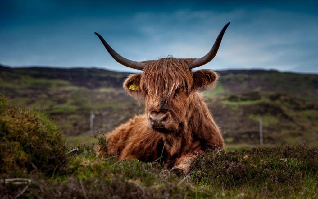 Hairy Coo sitting in the field.