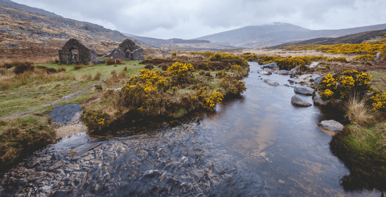 mountain stream with yellow bushes and rocks in Irish countryside