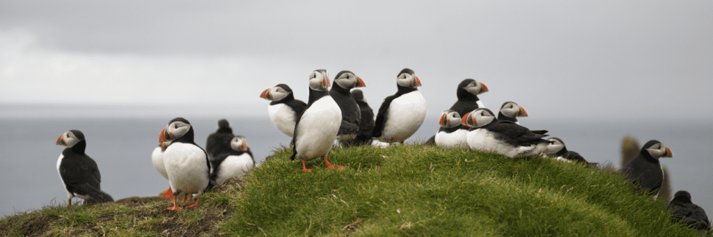 puffins sitting on a hill in the Faroe Islands