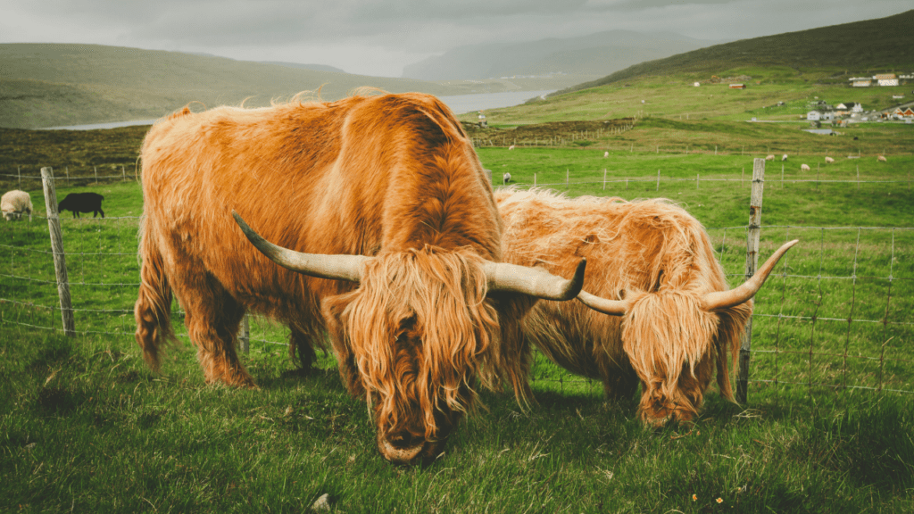 two highland cattle eating grass on the Faroe islands