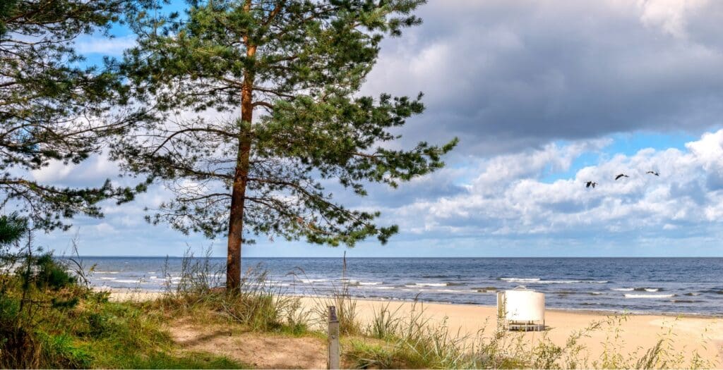a picture of a beach with a pine tree in the foreground