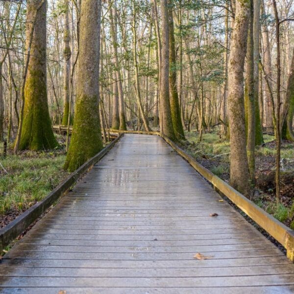 A view of the boardwalk in the Congaree National Park through the forest.