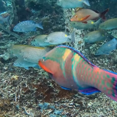 colorful fish in raja ampat