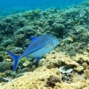 blue tuna fish in indonesia