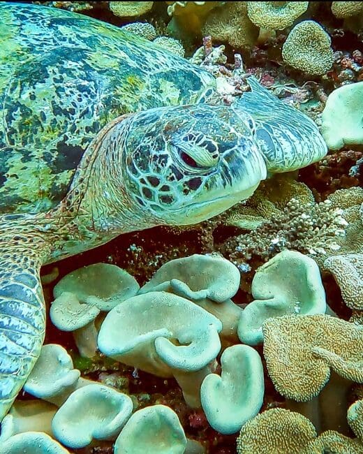 A green and blue turtle photographed in Raja Ampat, Indonesia.