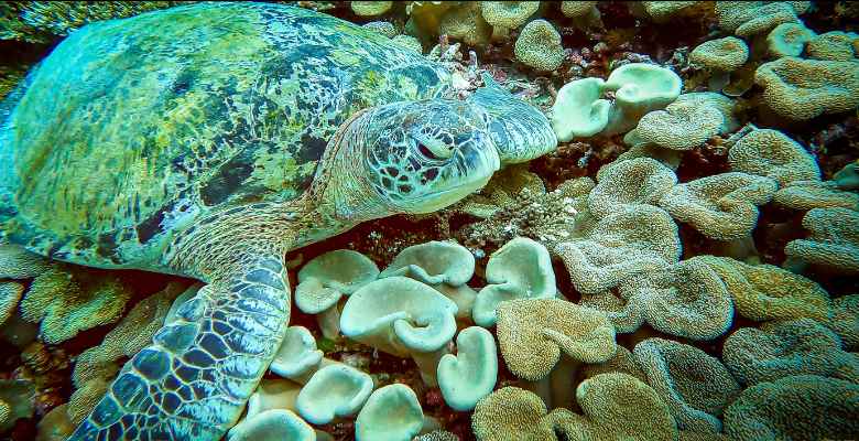 green sea turtle underwater in raja ampat indonesia