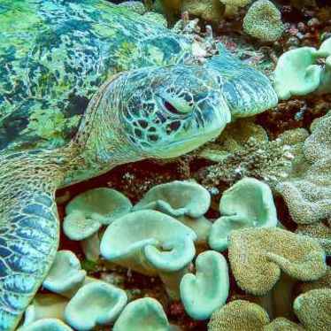 sea turtle in raja ampat