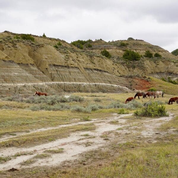 a view of the Theodore Roosevelt National Park with wild horses.