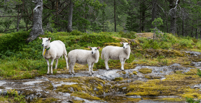 three mountain goats on the hiking trails 