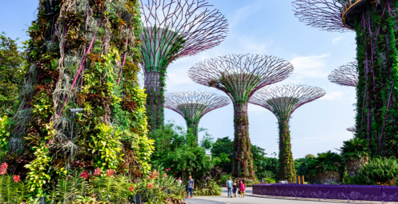 view of super trees at gardens by the bay in singapore
