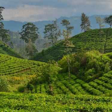 tea plantations in Sri Lanka