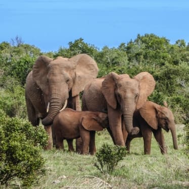 elephants in a field in South Africa