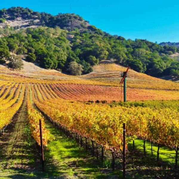 Wine Vineyard in Sonoma Valley