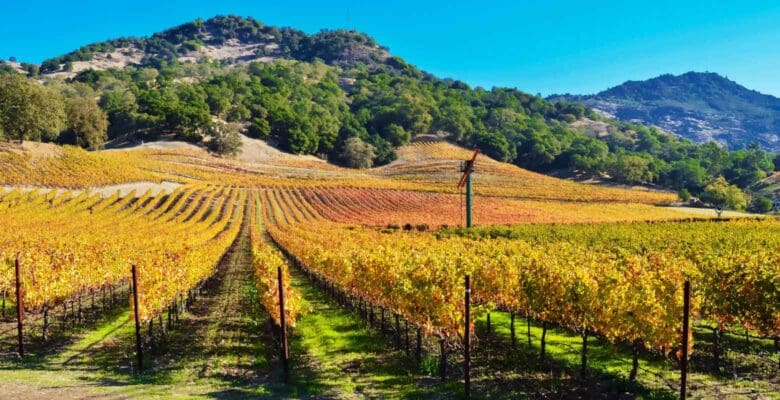 Wine Vineyard in Sonoma Valley