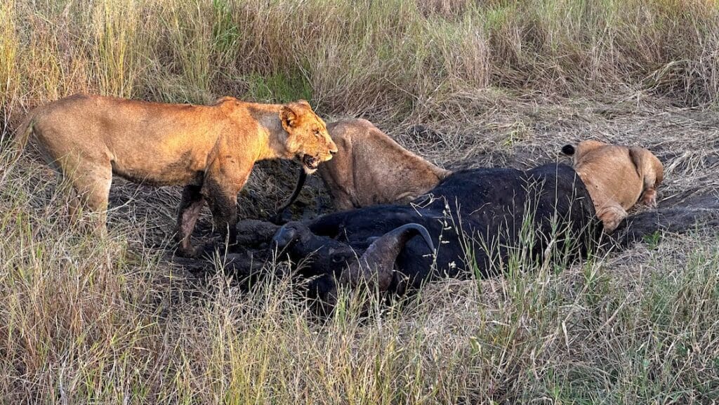 A picture of some lionesses eating a carcass of a Cape Buffalo.
