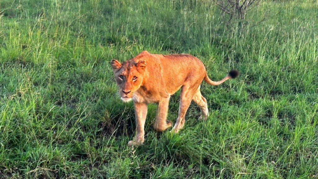 A lioness walking through the grass in Kruger.