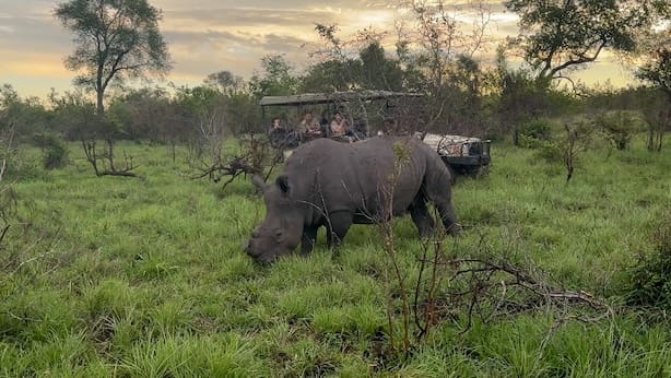 A view in Kruger of a rhino grazing on grass.