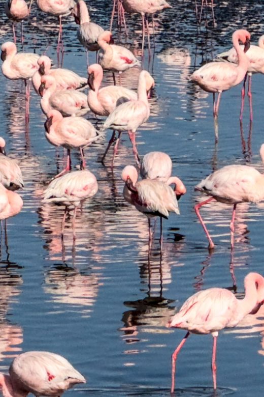 Pink flamingos standing in blue water.
