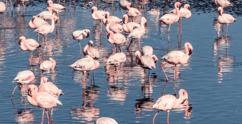 flamingos in the water