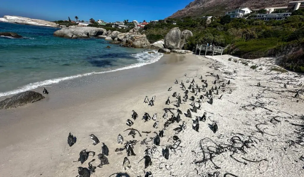 penguins on boulders beach