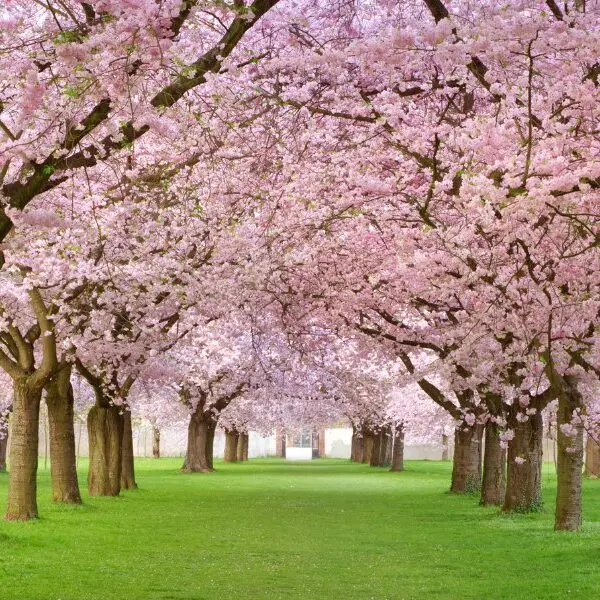 cherry blossom festivals