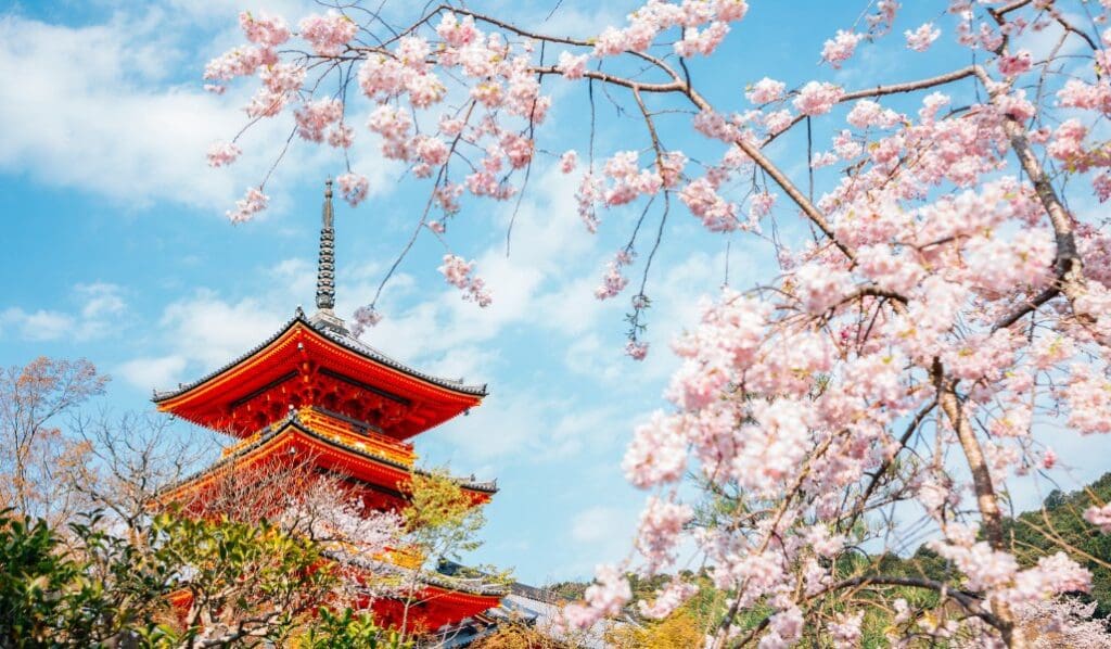 kyoto cherry blossoms