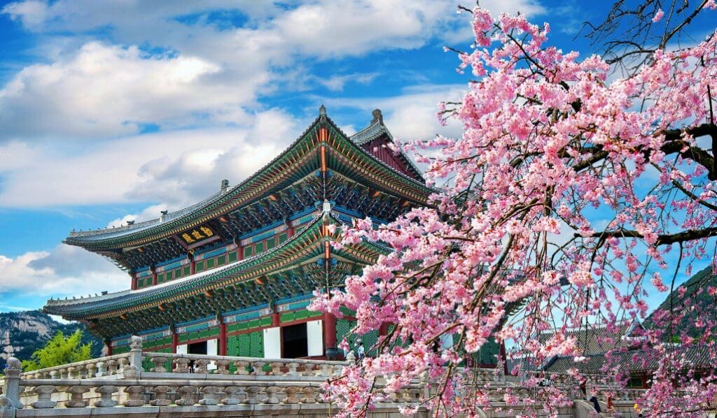 seoul cherry blossoms