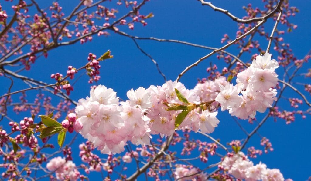 sweden cherry blossoms