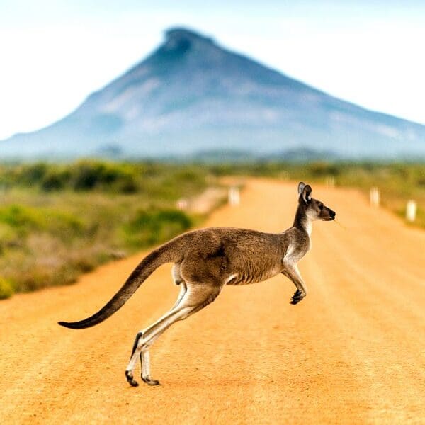 kangaroo crossing a street in Australia