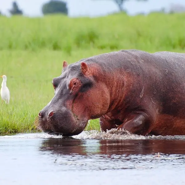 hippo in the water in botswana