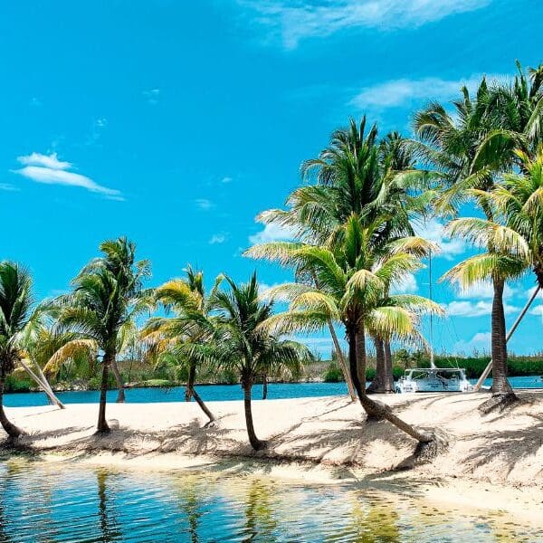 palm trees and beach in cayman islands