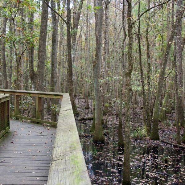 boardwalk in congaree national park