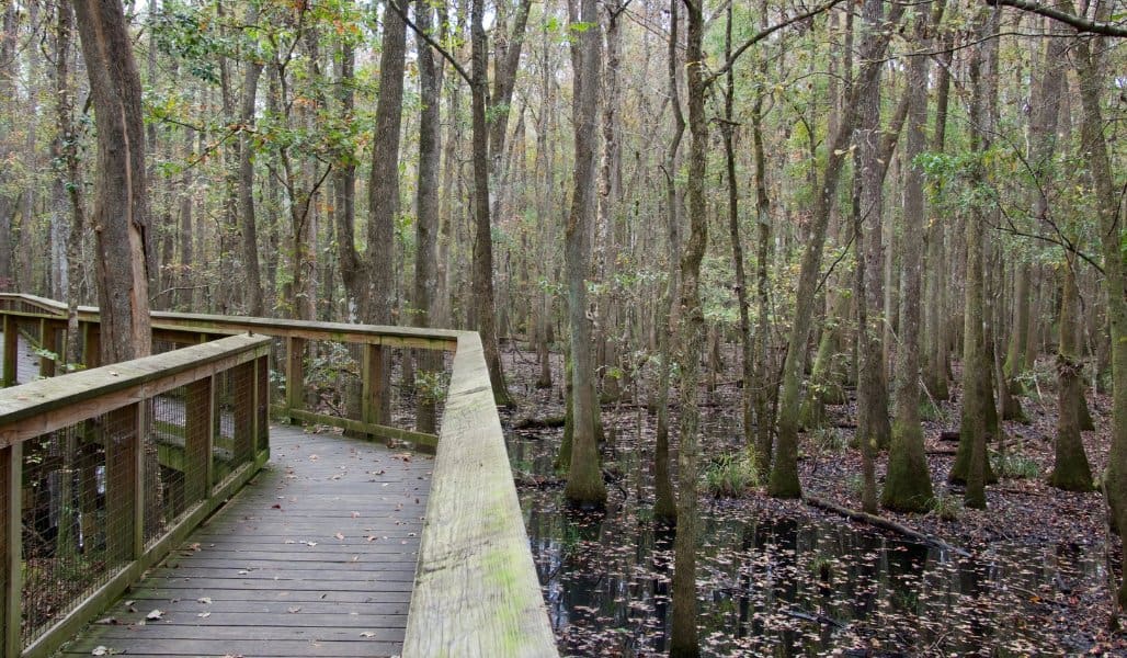 boardwalk in congaree national park