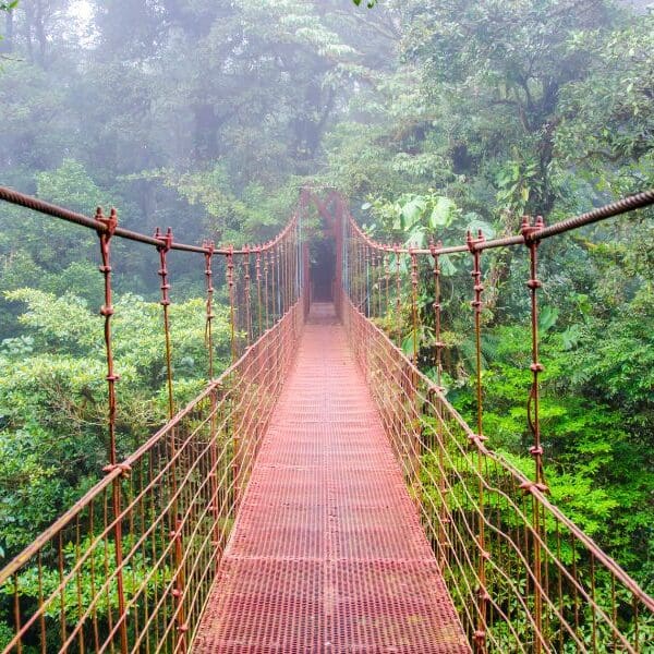 suspension bridge in jungle of costa rica