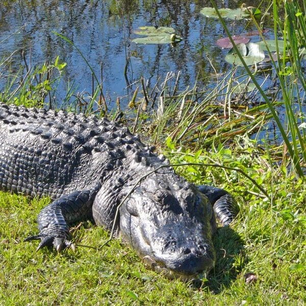 alligator beside water in everglades national park