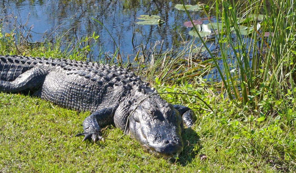 alligator beside water in everglades national park