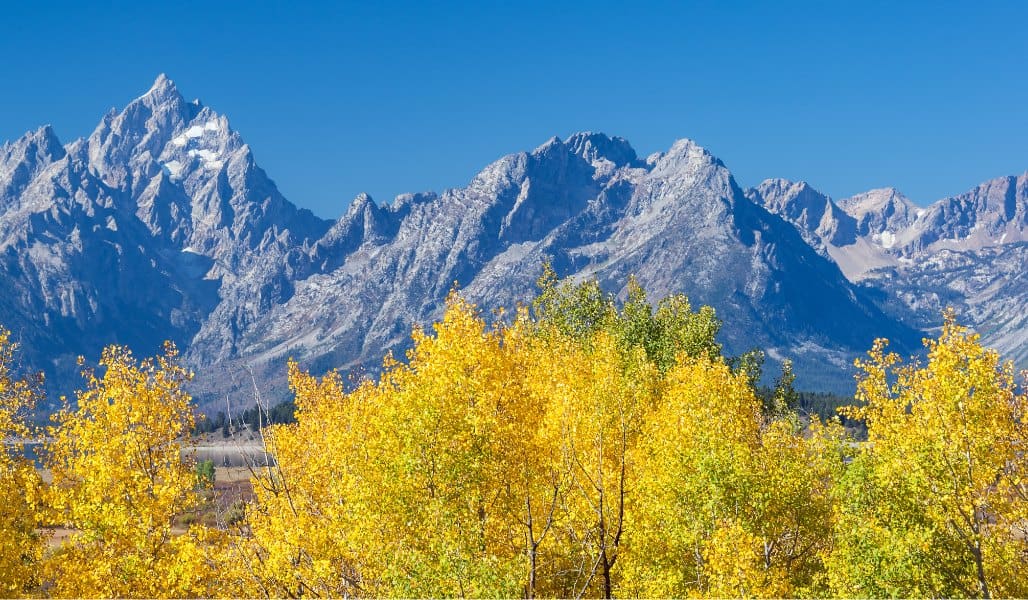 yellow trees and snow capped mountains of grand teton national park