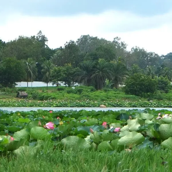 marsh area with trees in the Ivory Coast