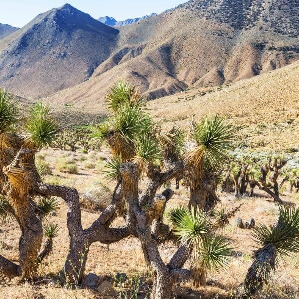 barren landscape of joshua tree national park