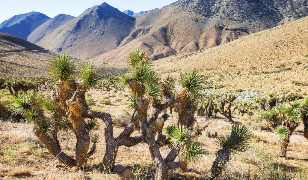 barren landscape of joshua tree national park