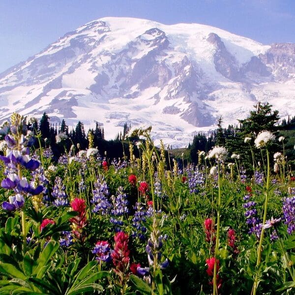 mount rainier with fields of flowers in foreground