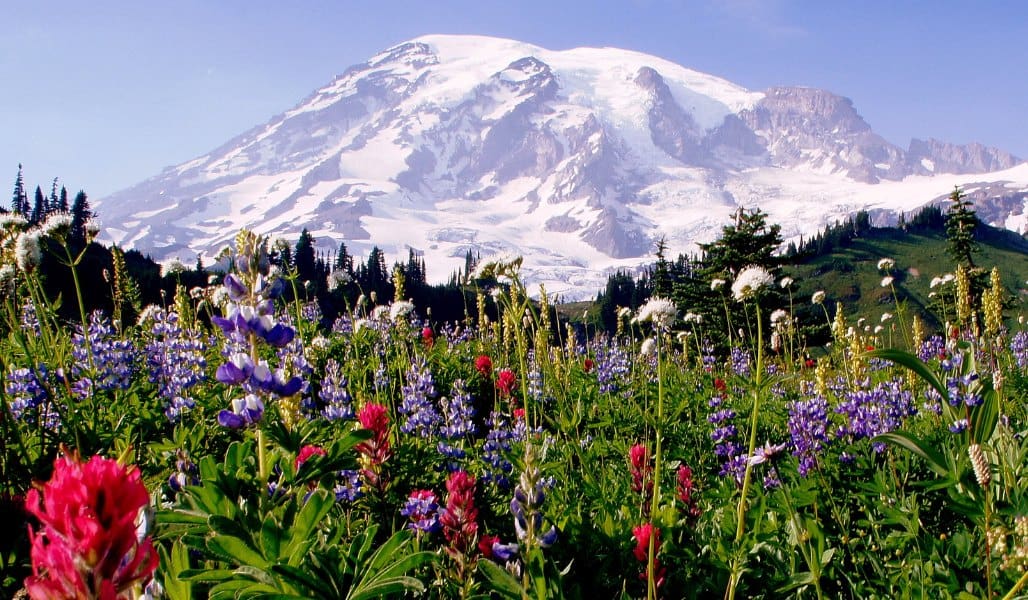 mount rainier with fields of flowers in foreground