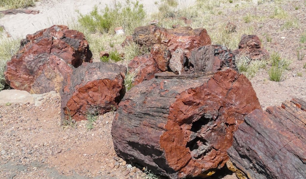 petrified logs at petrified forest national park in arizona