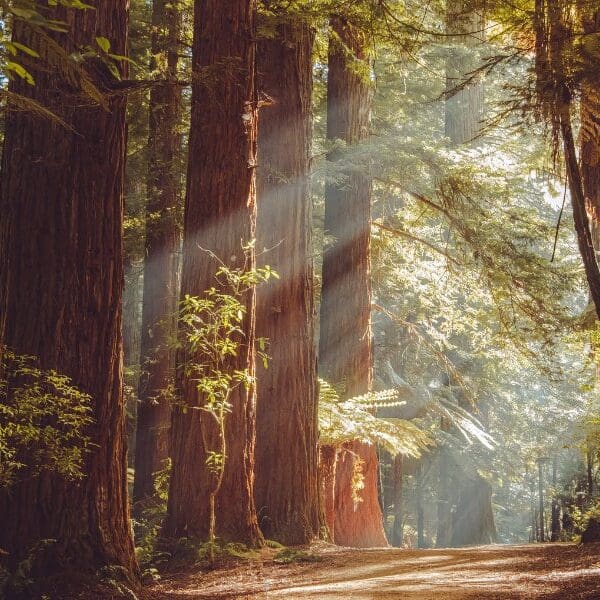 redwoods and dirt road in redwoods national park